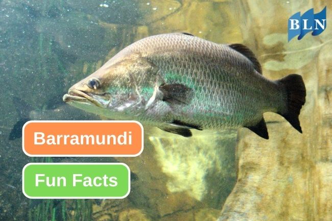 Exploring 10 Barramundi Fun Facts